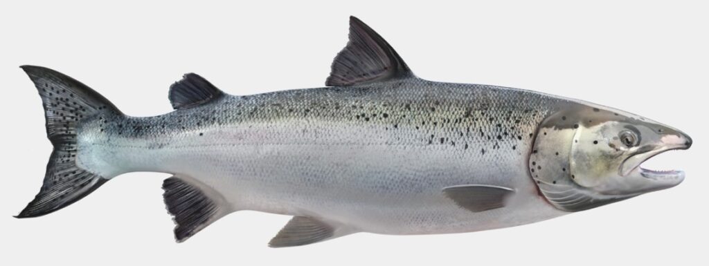 Best Foods for Students to Boost Brain Power | Fish